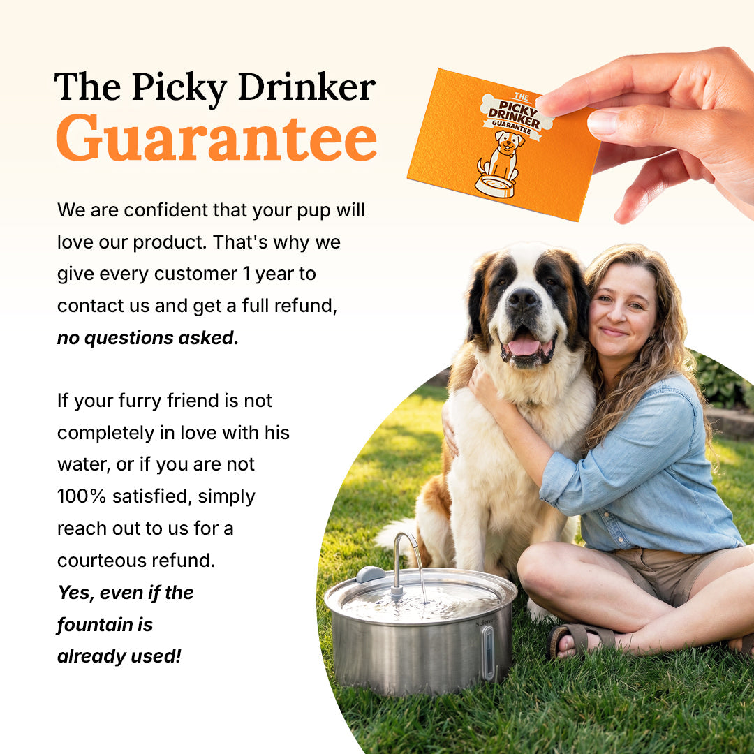 Dog Water Fountain