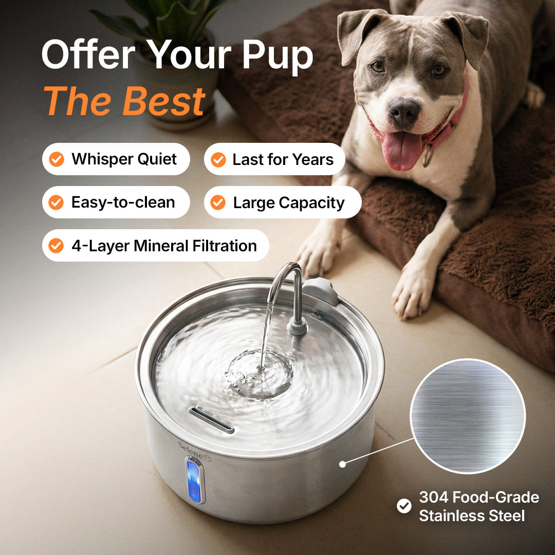 Dog Water Fountain