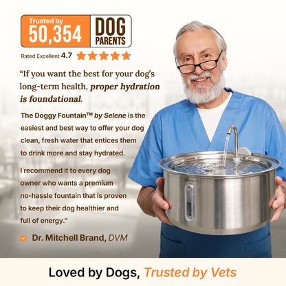 Dog Water Fountain